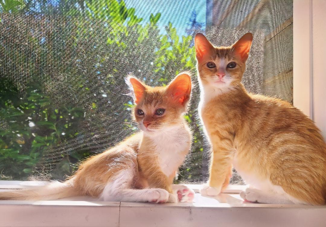 Enlarge Bugsy & Honey Bee, an adoption pending Domestic Short Hair in Kirkland, WA image 2/6