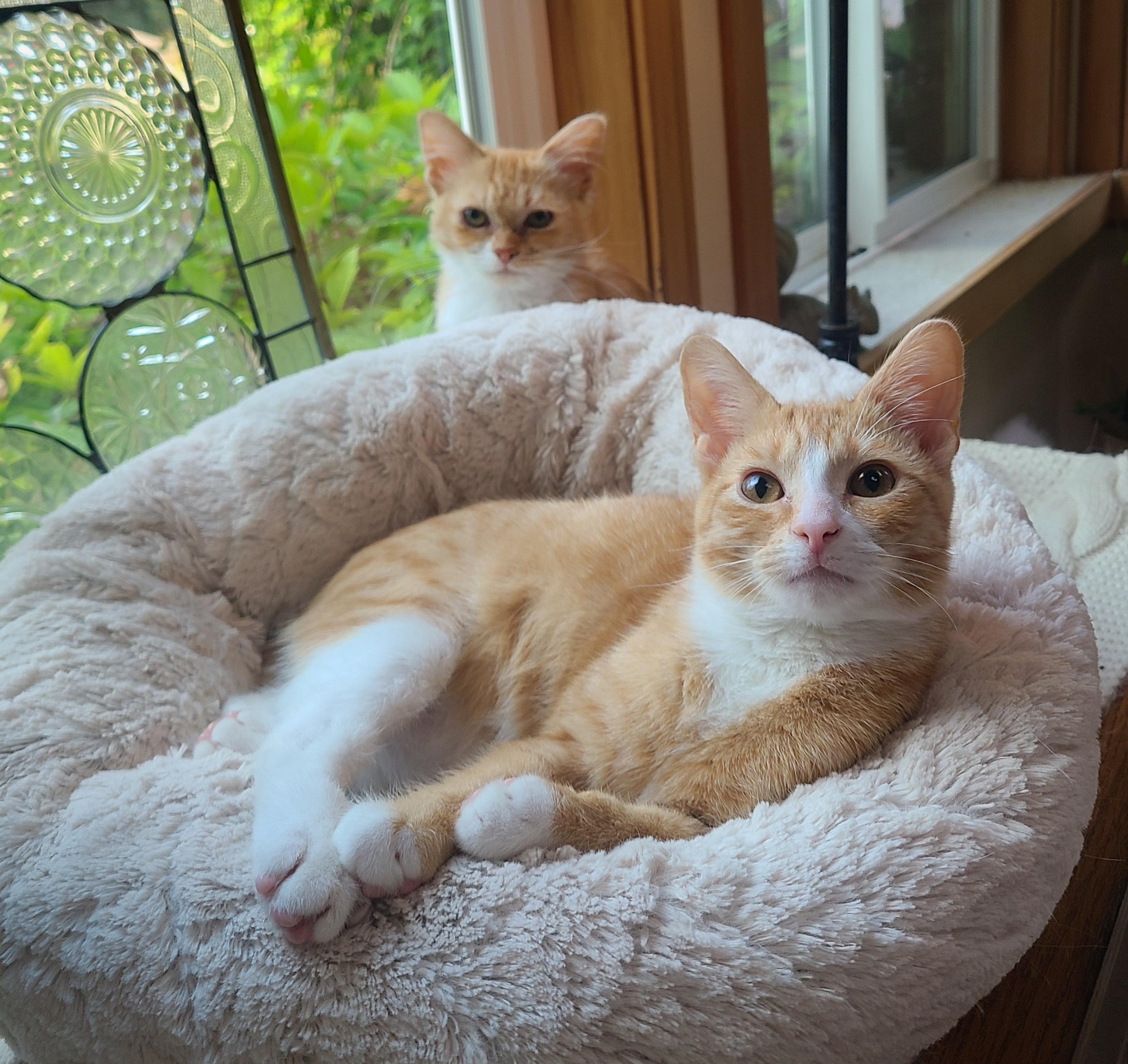 Enlarge Bugsy & Honey Bee, an adoption pending Domestic Short Hair in Kirkland, WA image 1/6