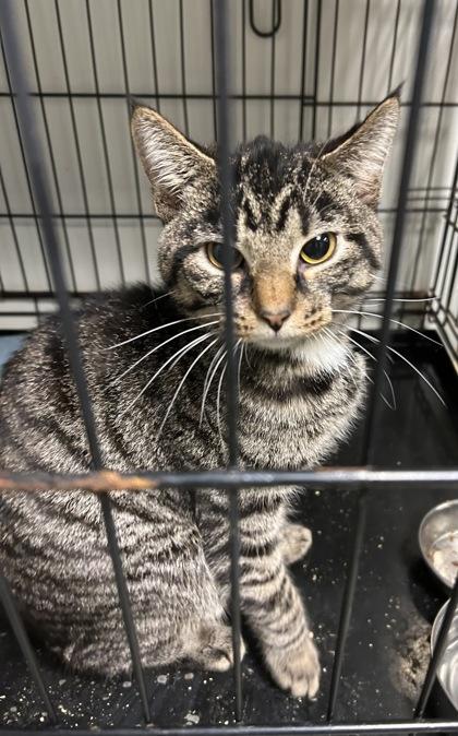 Rufus — thumbnail 2