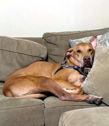 Enlarge Whiskey, a ADOPTABLE mixed breed in Bedford Hills, NY image 6/6