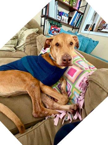 Whiskey, ADOPTABLE, Senior Male Hound & Labrador Retriever.