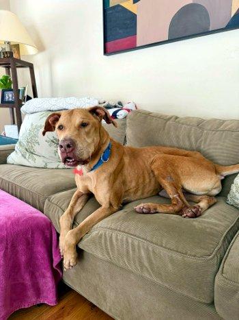 Whiskey, a ADOPTABLE mixed breed in Bedford Hills, NY image 3/6