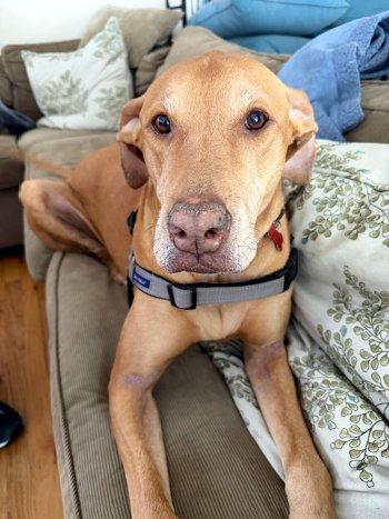 Enlarge Whiskey, a ADOPTABLE mixed breed in Bedford Hills, NY image 1/6