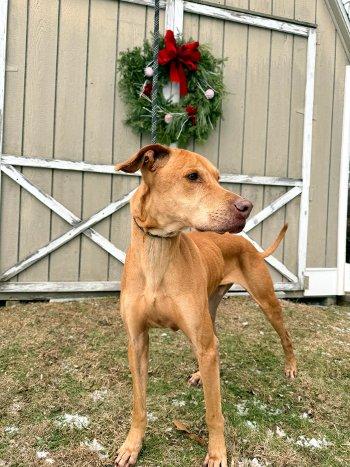 Whiskey, a ADOPTABLE mixed breed in Bedford Hills, NY image 6/6