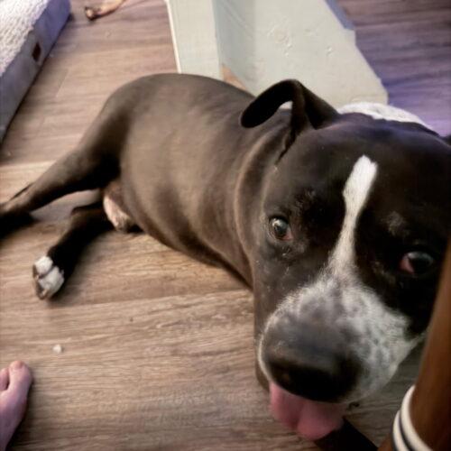 Harvey, a Adoptable American Bulldog in Glendale, AZ image 1/6