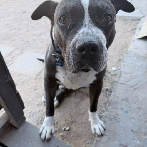 Enlarge Harvey, a Adoptable American Bulldog in Glendale, AZ image 1/5
