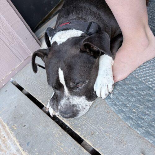 Enlarge Harvey, a Adoptable American Bulldog in Glendale, AZ image 2/5