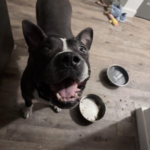 Enlarge Harvey, a Adoptable American Bulldog in Glendale, AZ image 3/5