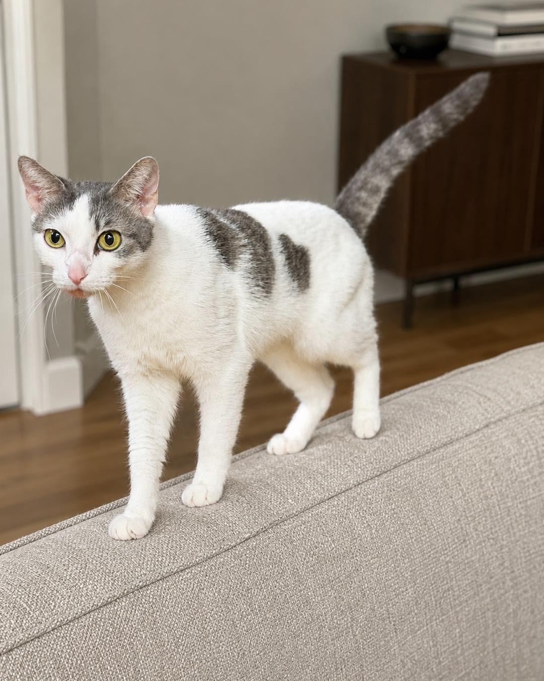 Enlarge Tao, a Adoptable Domestic Short Hair in Naperville, IL image 2/6