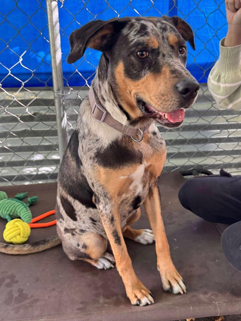 Koda, Adoptable, Adult Female Catahoula Leopard Dog & Mixed Breed.