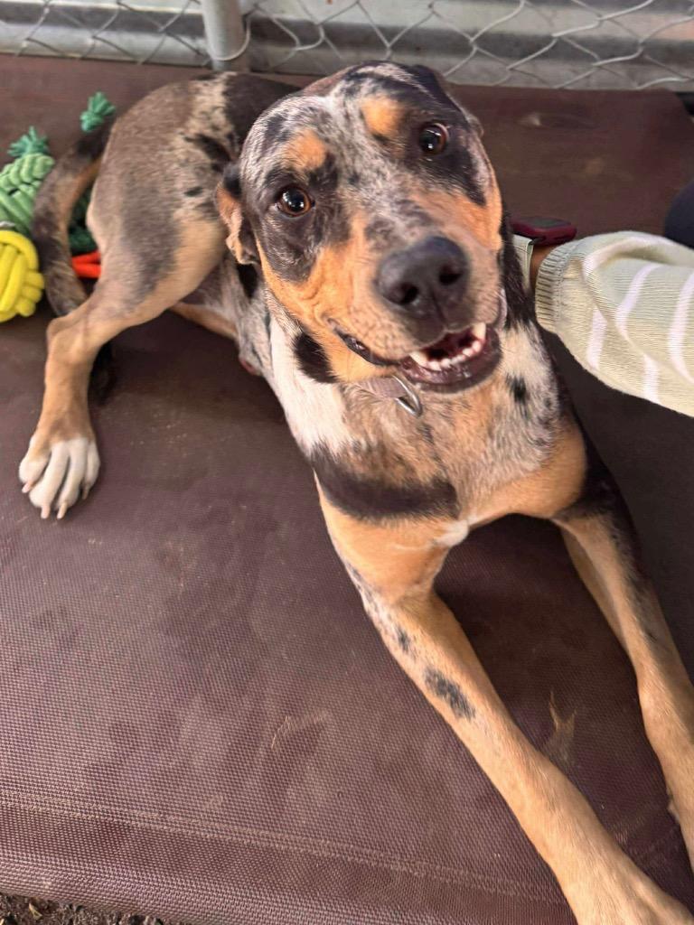 Koda, a Adoptable mixed breed in Peru, NY image 2/2