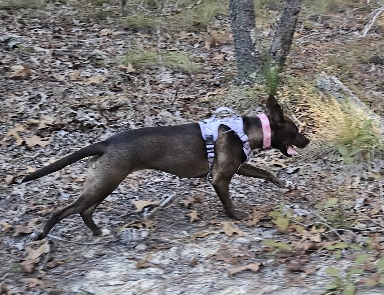 Ripley, Adoptable, Young Female Belgian Shepherd / Laekenois & American Staffordshire Terrier.