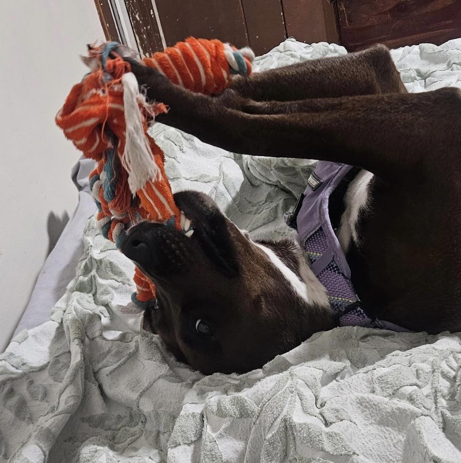 Ripley, a Adoptable mixed breed in Sanford, NC image 3/4