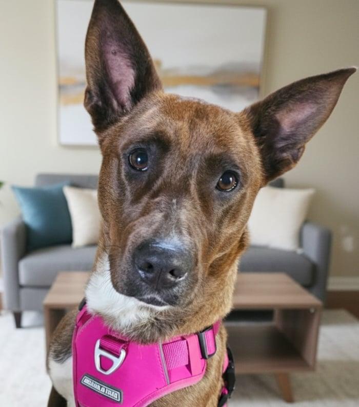 Enlarge Ripley, a Adoptable mixed breed in Sanford, NC image 1/6