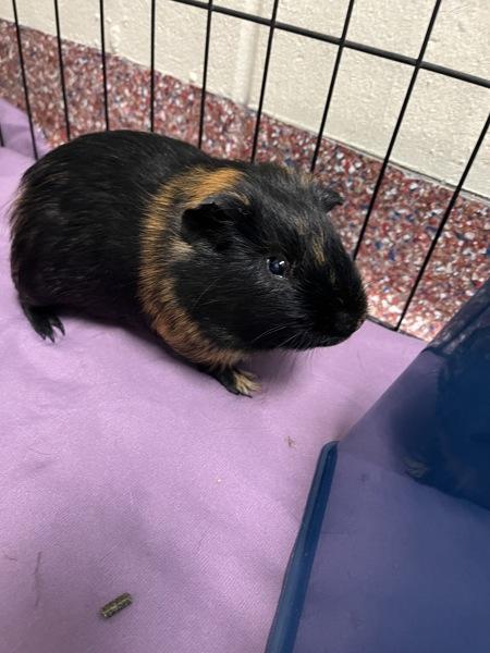 Enlarge Snape - Companion To Bryce, a Adoptable mixed breed in Stratham, NH image 1/3