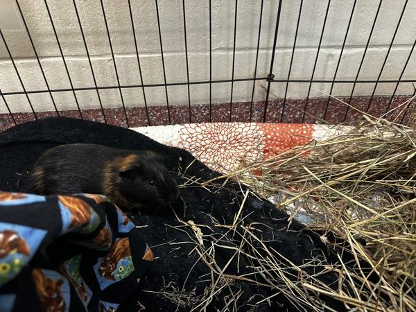 Enlarge Snape - Companion To Bryce, a Adoptable mixed breed in Stratham, NH image 2/3