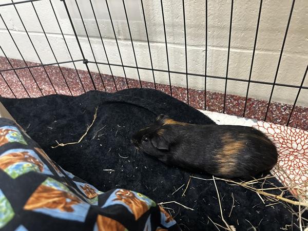 Enlarge Snape - Companion To Bryce, a Adoptable mixed breed in Stratham, NH image 3/3