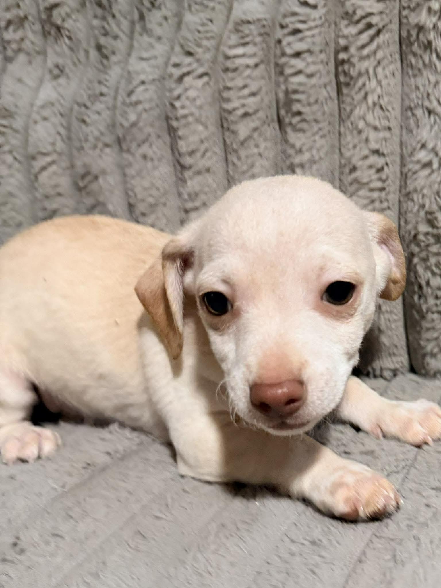 Nugget, ADOPTABLE, Puppy Male Chihuahua.
