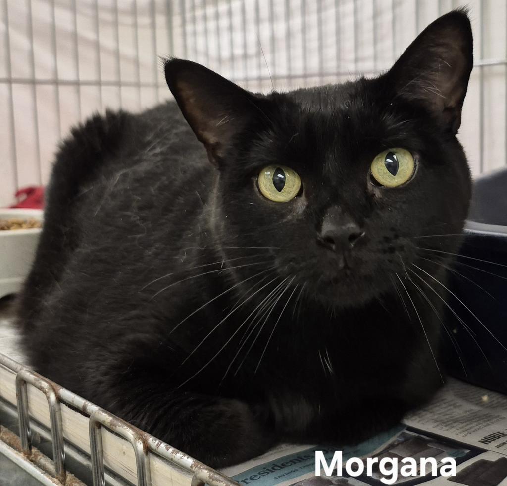 Enlarge Morgana, a Adoptable mixed breed in Kendallville, IN image 1/1