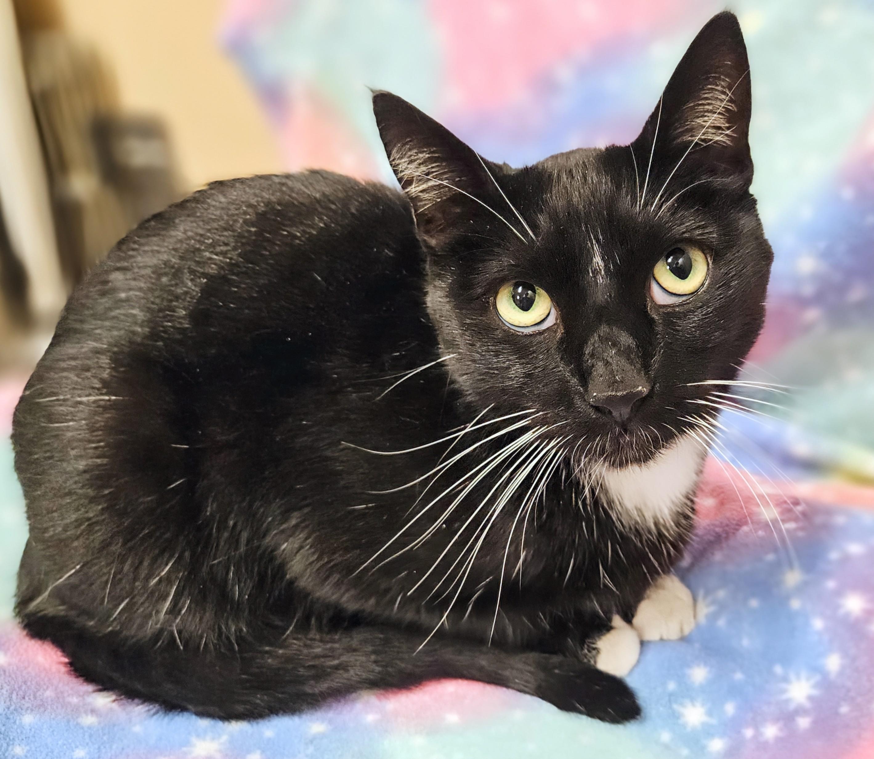 Shadow - Rancho Cucamonga PetSmart, Adoptable, Young Male Domestic Short Hair.