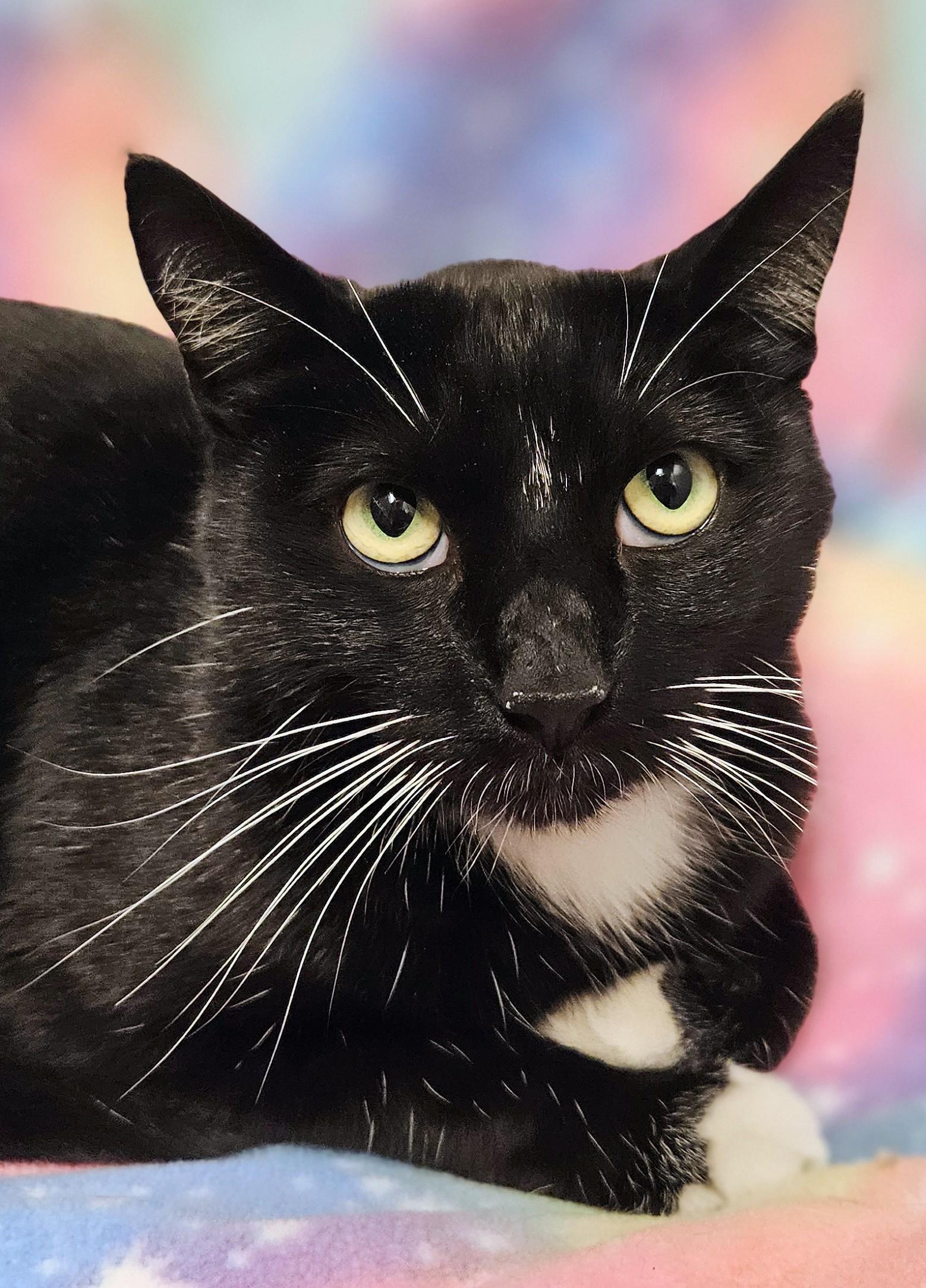 Enlarge Shadow - Rancho Cucamonga PetSmart, a Adoptable Domestic Short Hair in Rancho Cucamonga, CA image 2/2