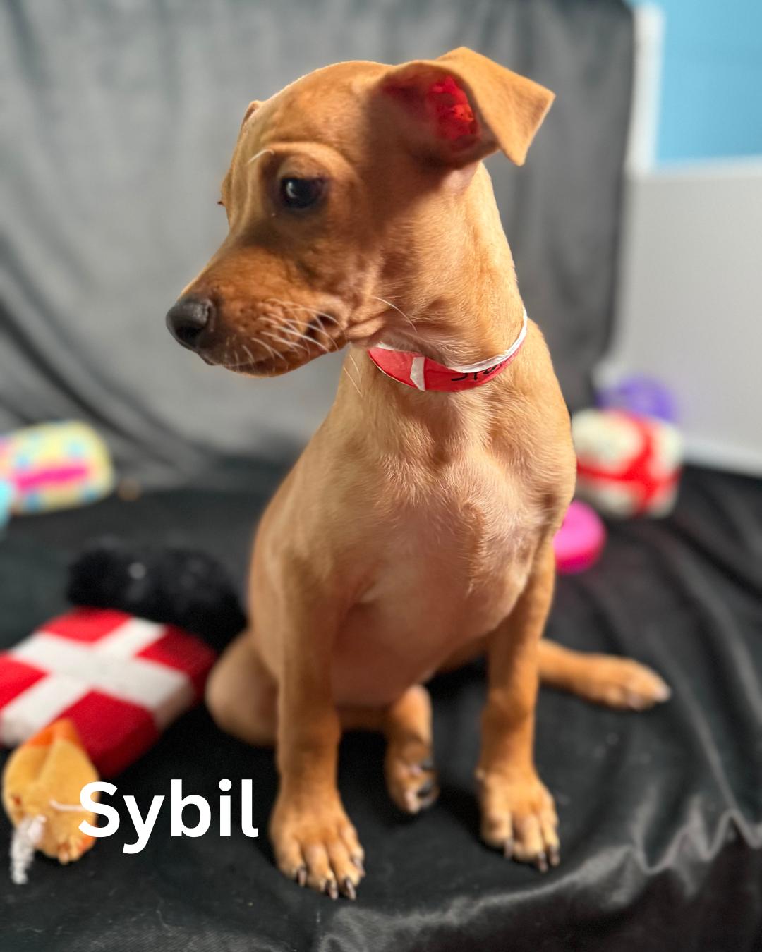 Sybil