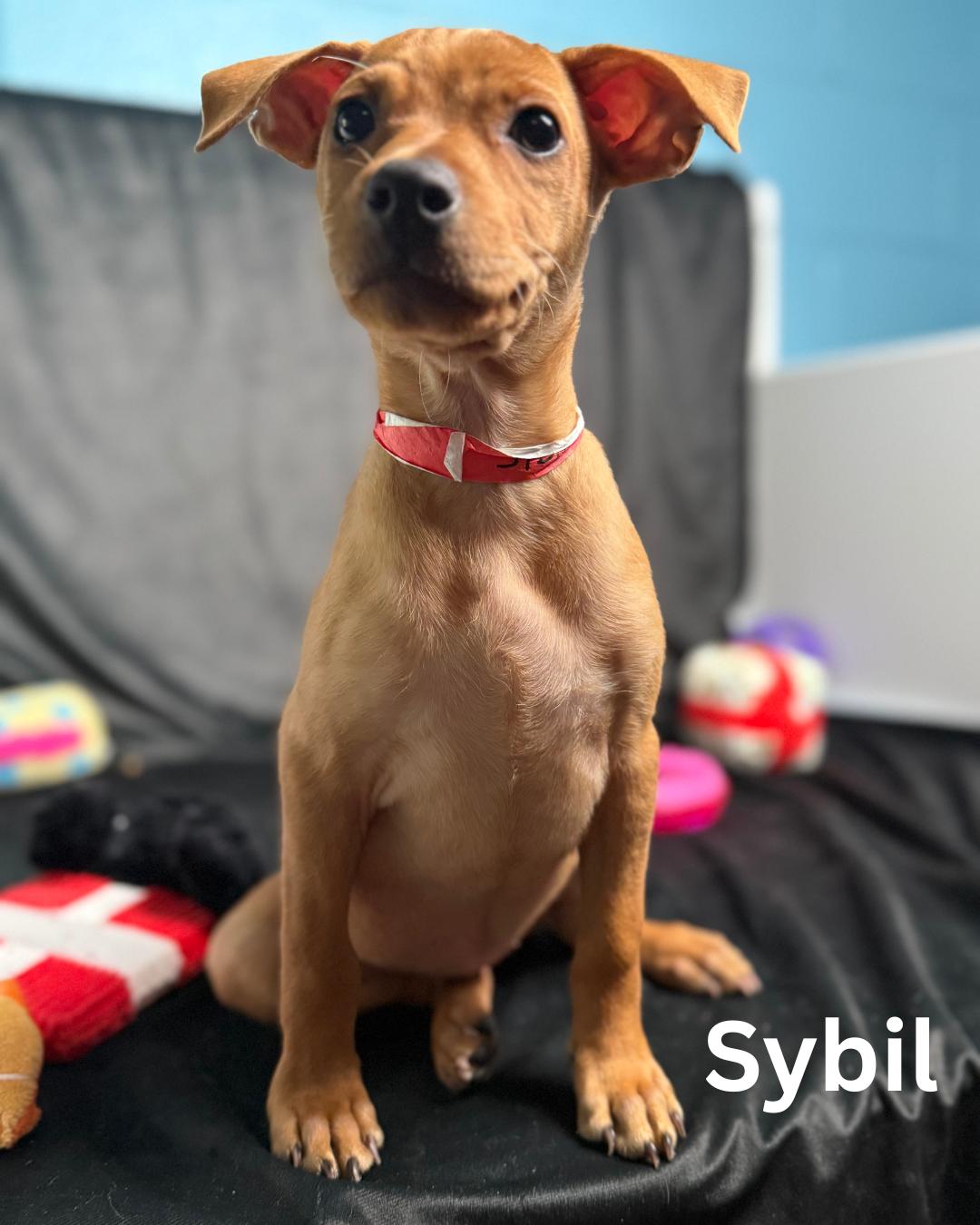 Sybil