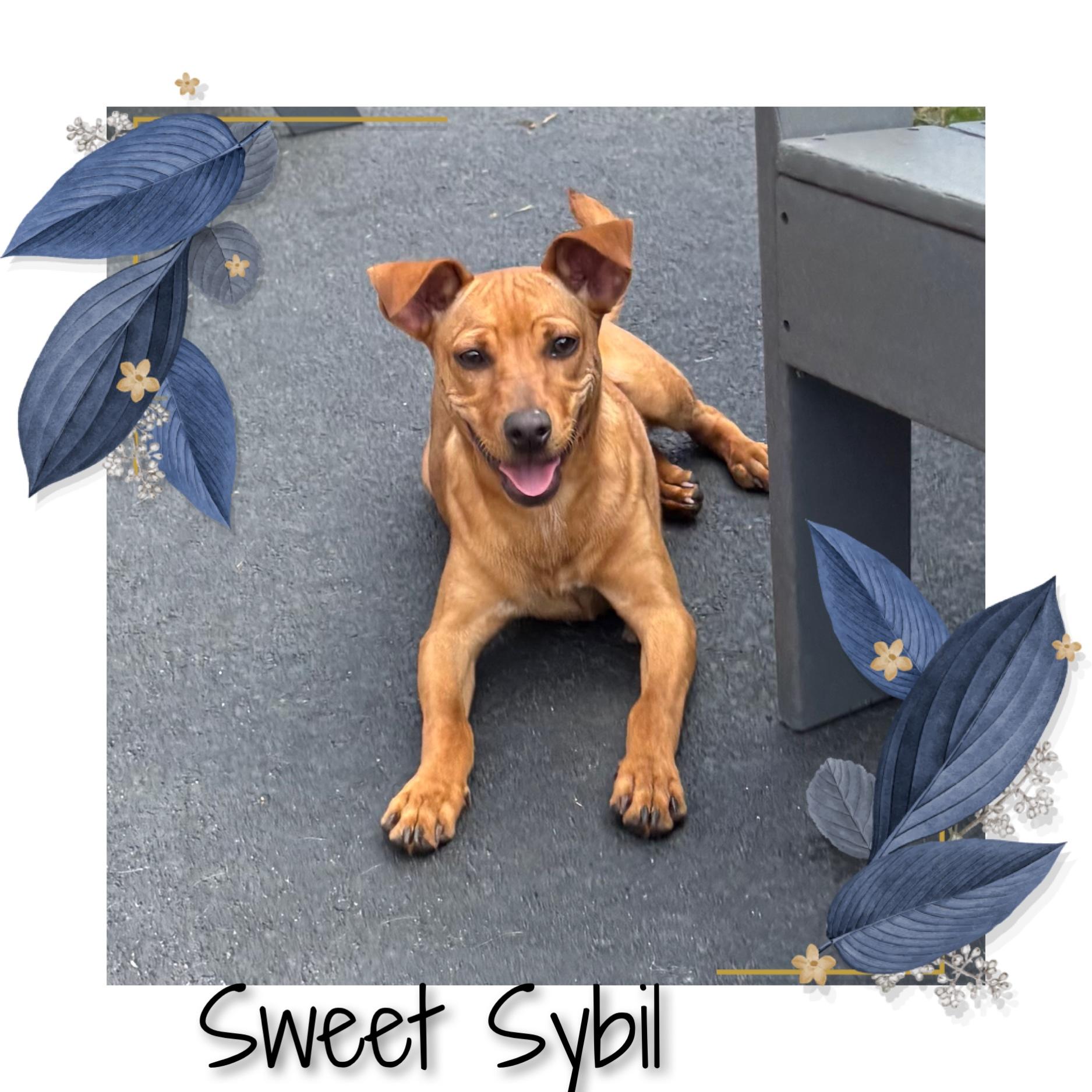 Sybil, Adoptable, Puppy Female Miniature Pinscher & Chihuahua.