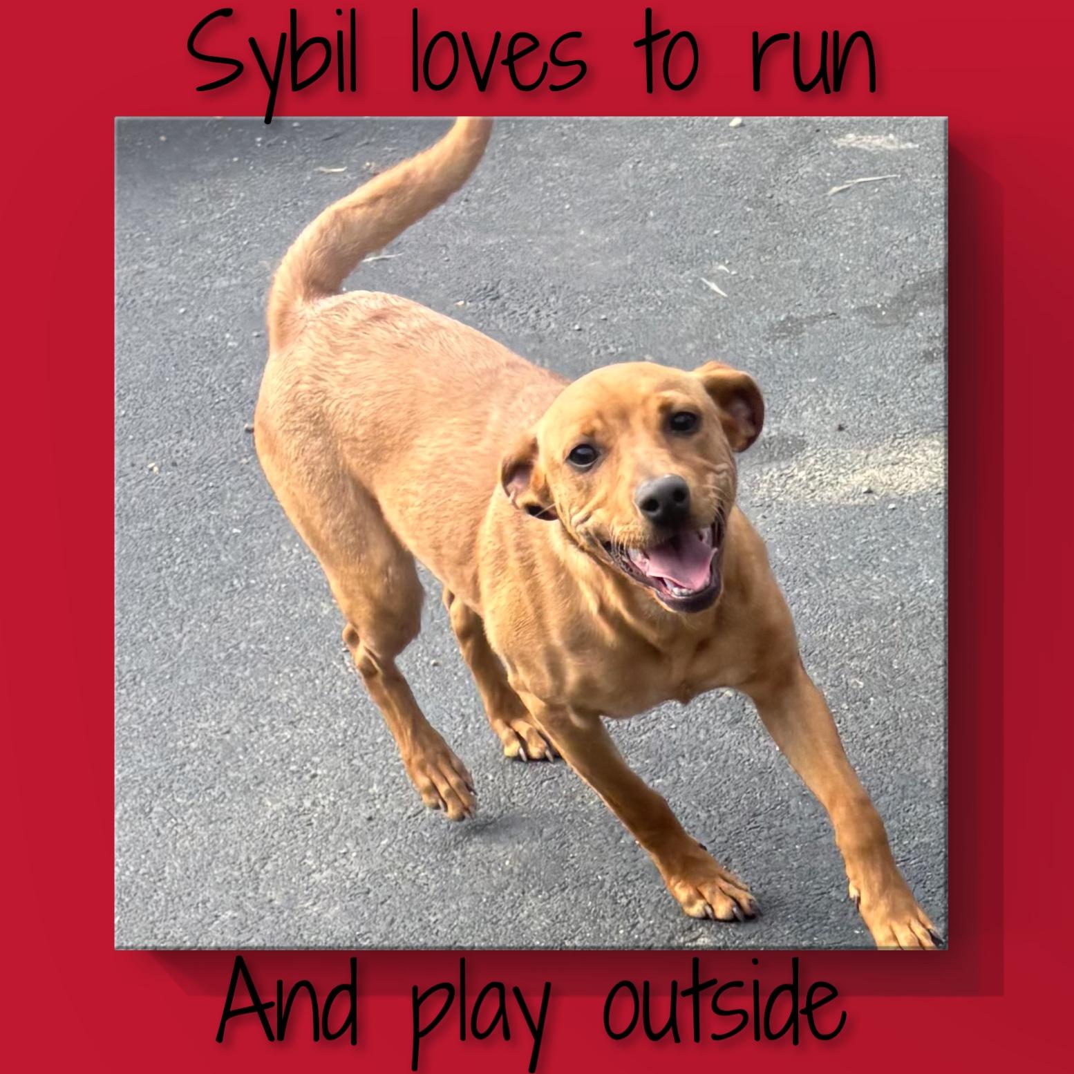 Sybil thumbnail 2