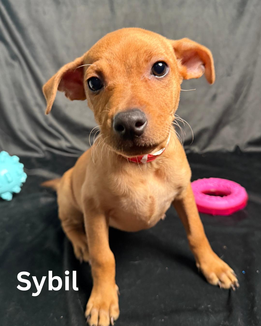 Sybil