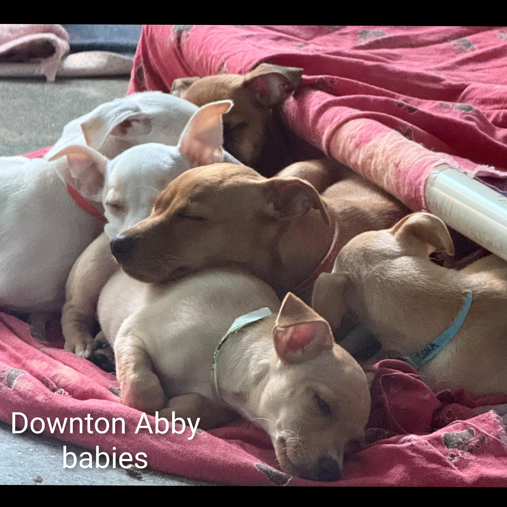 Sybil, a Adoptable mixed breed in Fredericksburg, VA image 6/6