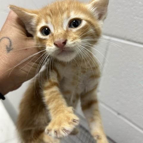 Chevy, Adoptable, Kitten Male Domestic Short Hair.