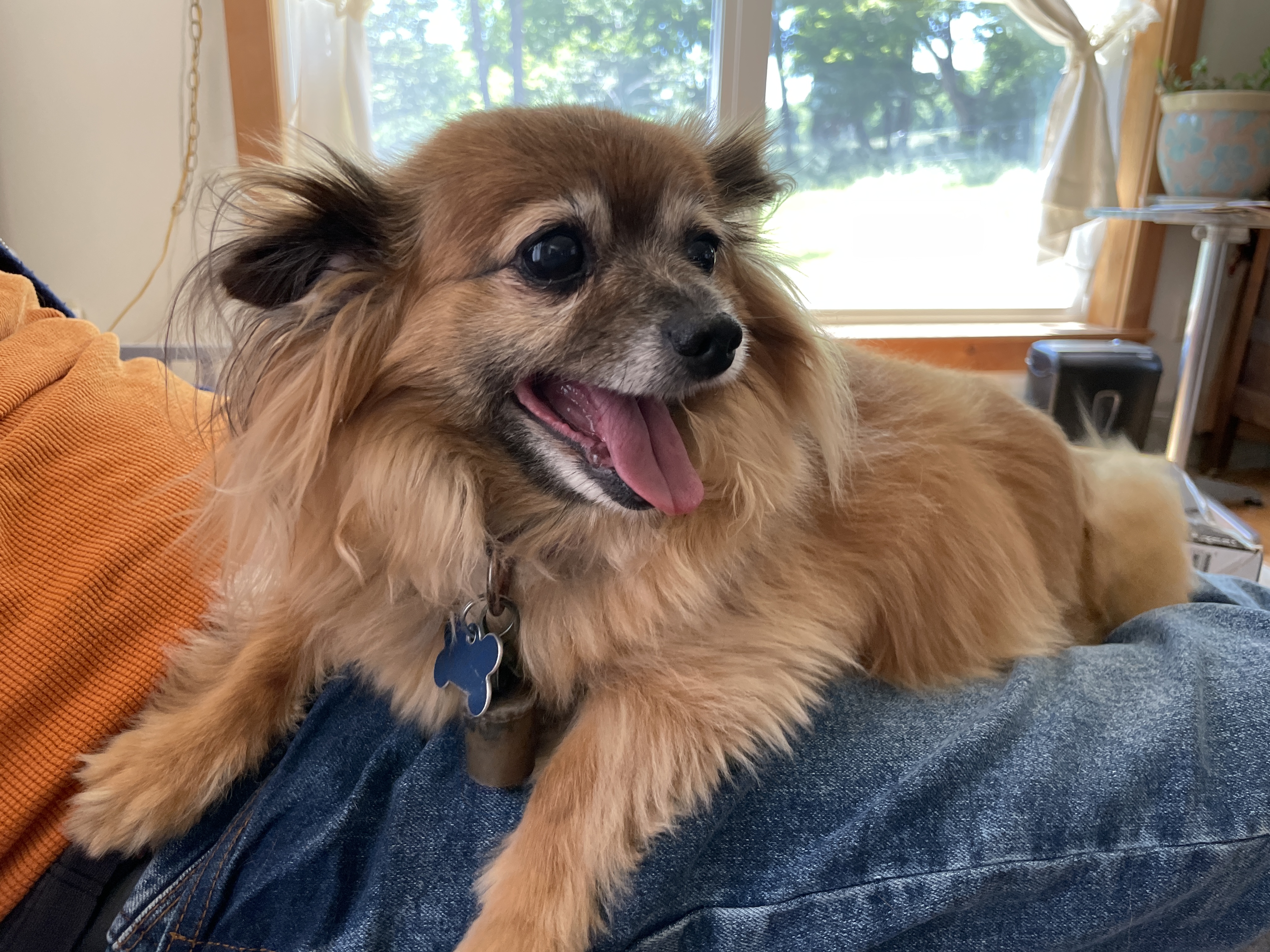 Enlarge Bunny, a Adopted Chihuahua in Wilmington, VT image 1/4