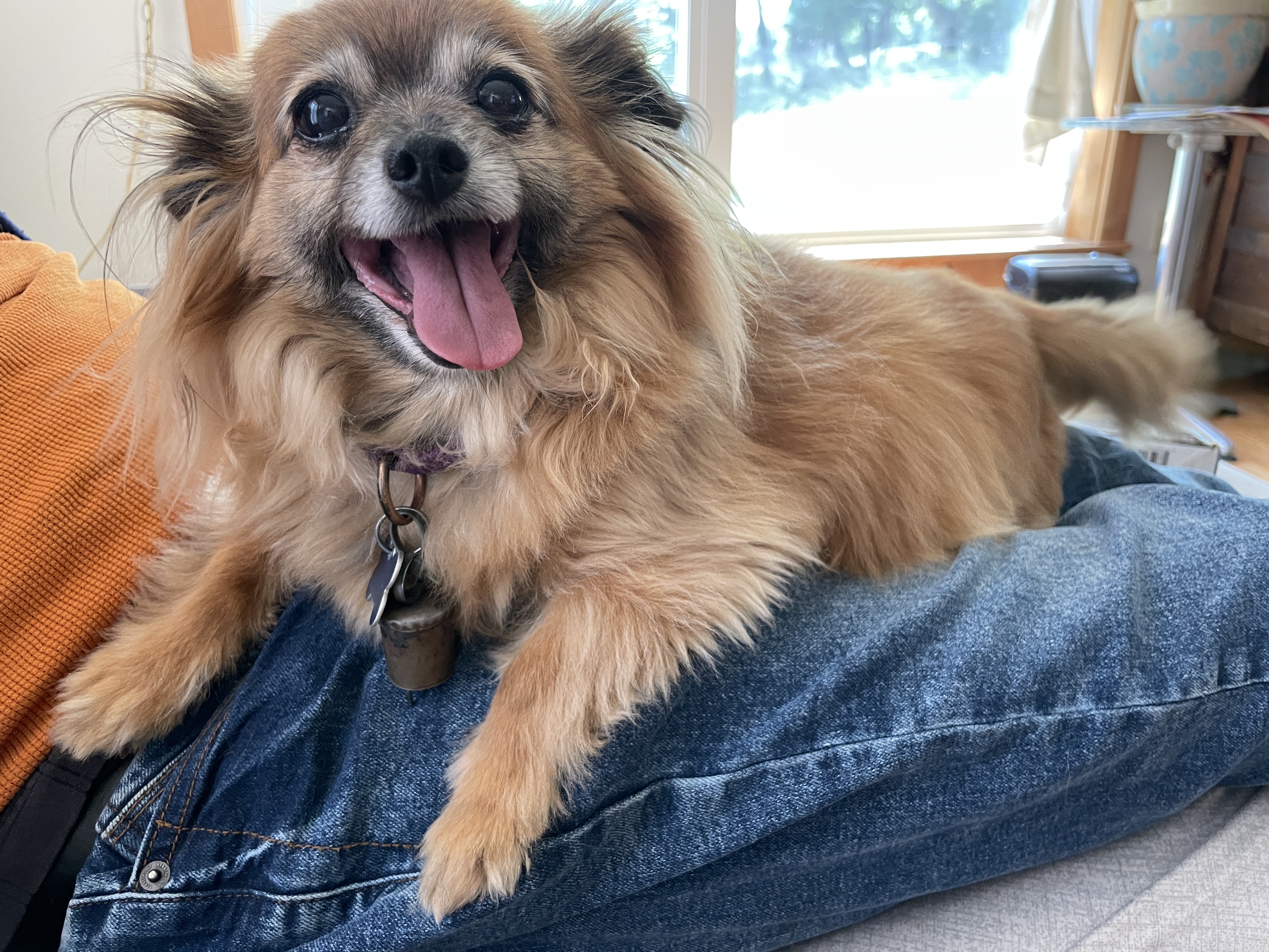 Enlarge Bunny, a Adopted Chihuahua in Wilmington, VT image 2/4