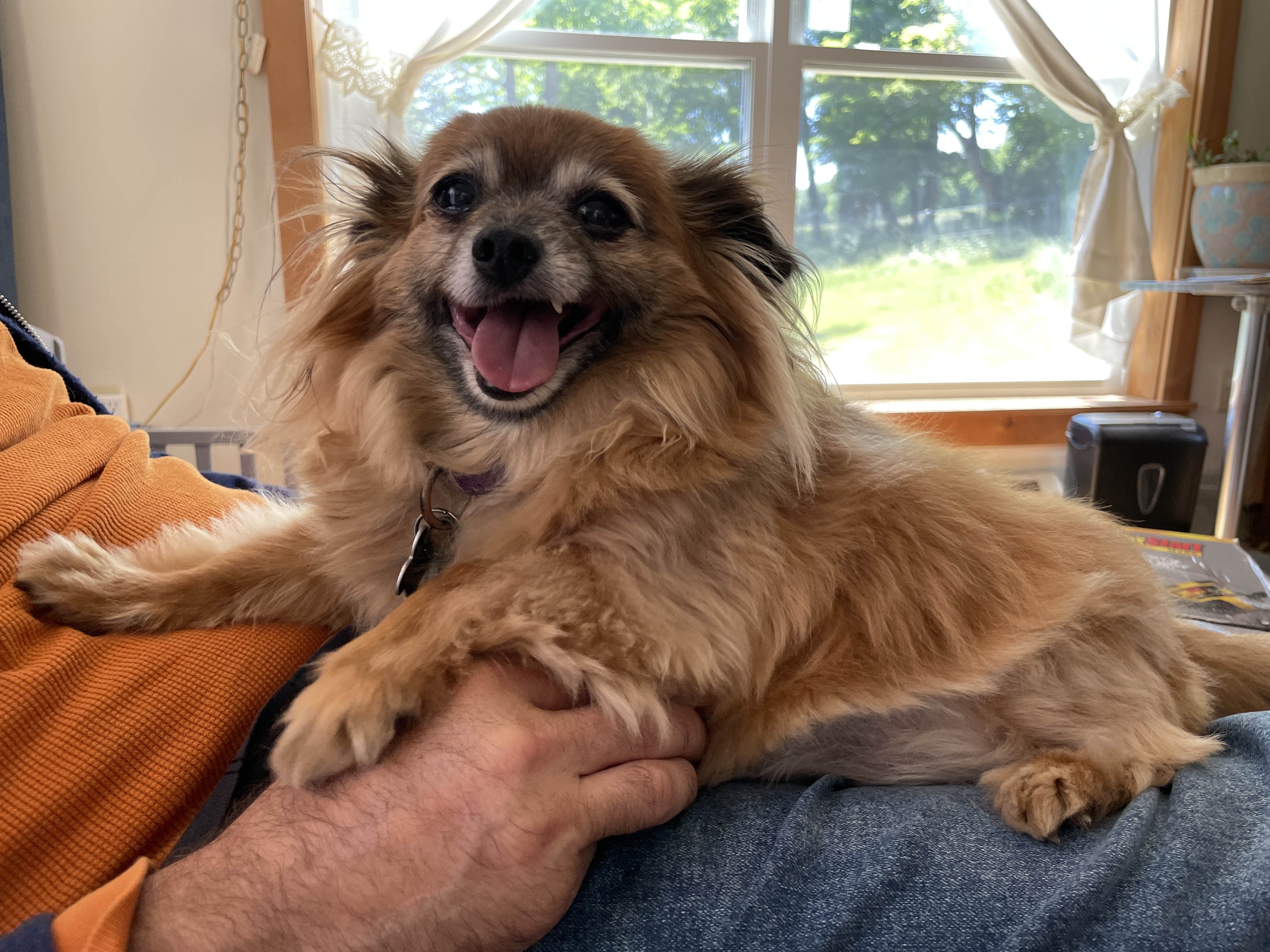Enlarge Bunny, a Adopted Chihuahua in Wilmington, VT image 3/4