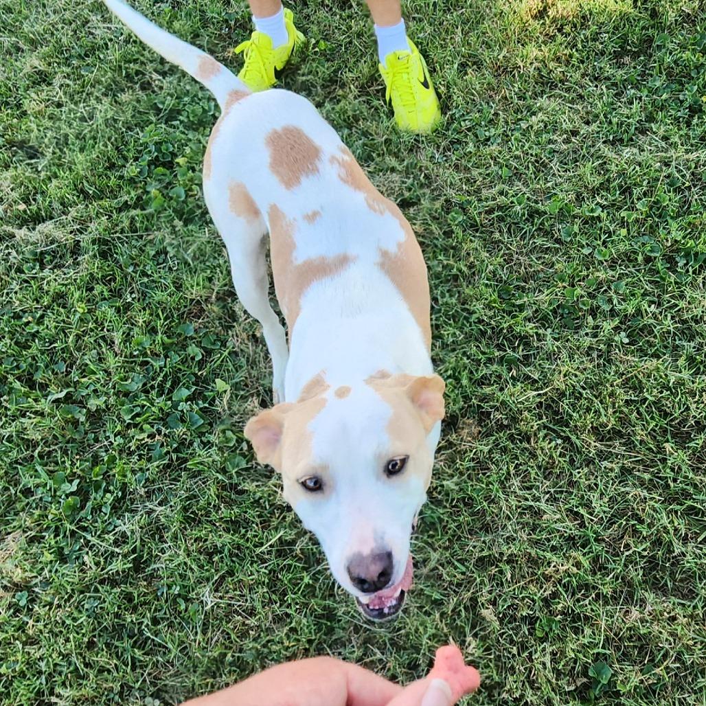 Graffiti, Adoptable, Adult Female Mixed Breed.