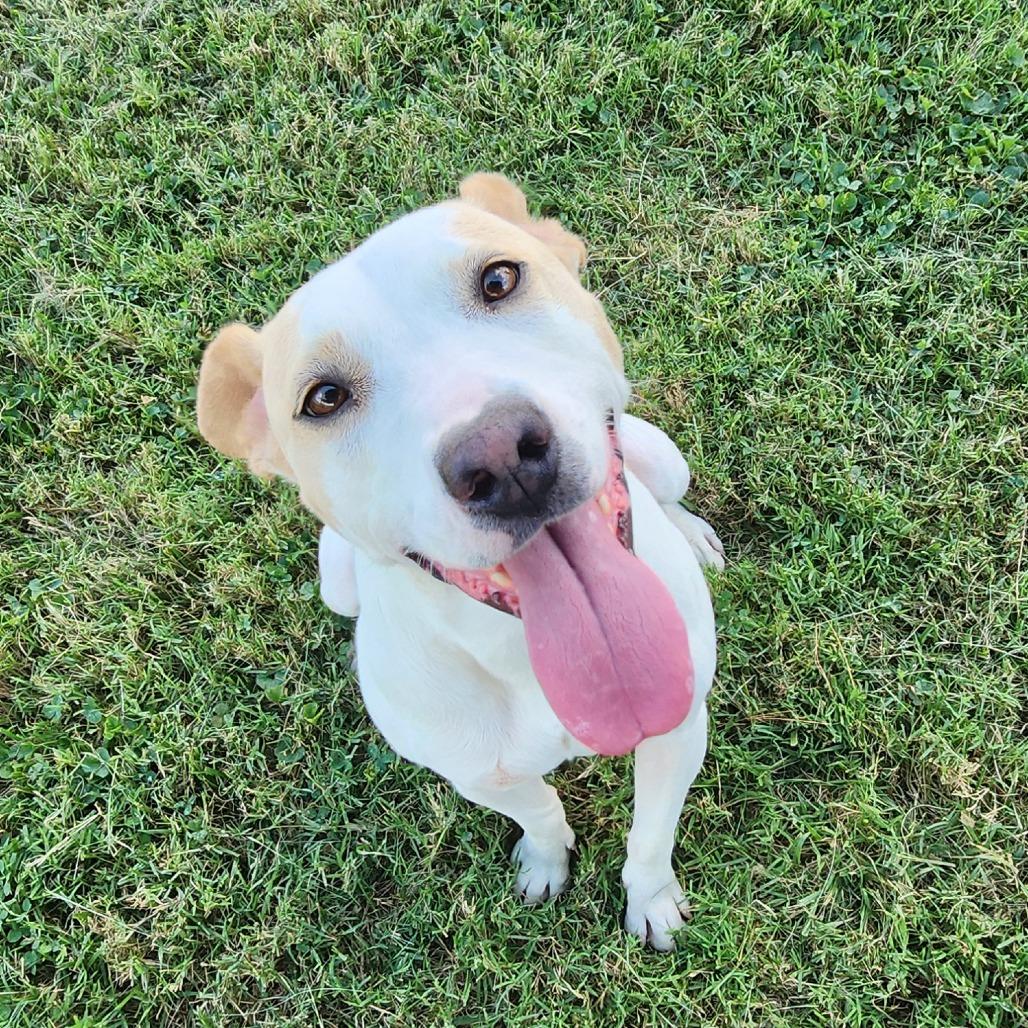 Enlarge Graffiti, a Adoptable Mixed Breed in Danville, KY image 2/6