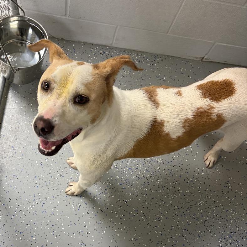 Enlarge Graffiti, a Adoptable Mixed Breed in Danville, KY image 3/6