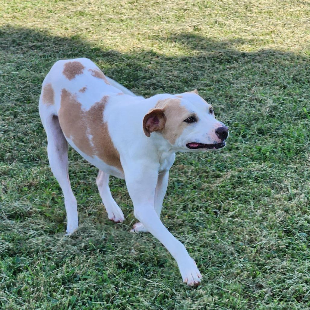 Enlarge Graffiti, a Adoptable Mixed Breed in Danville, KY image 4/6