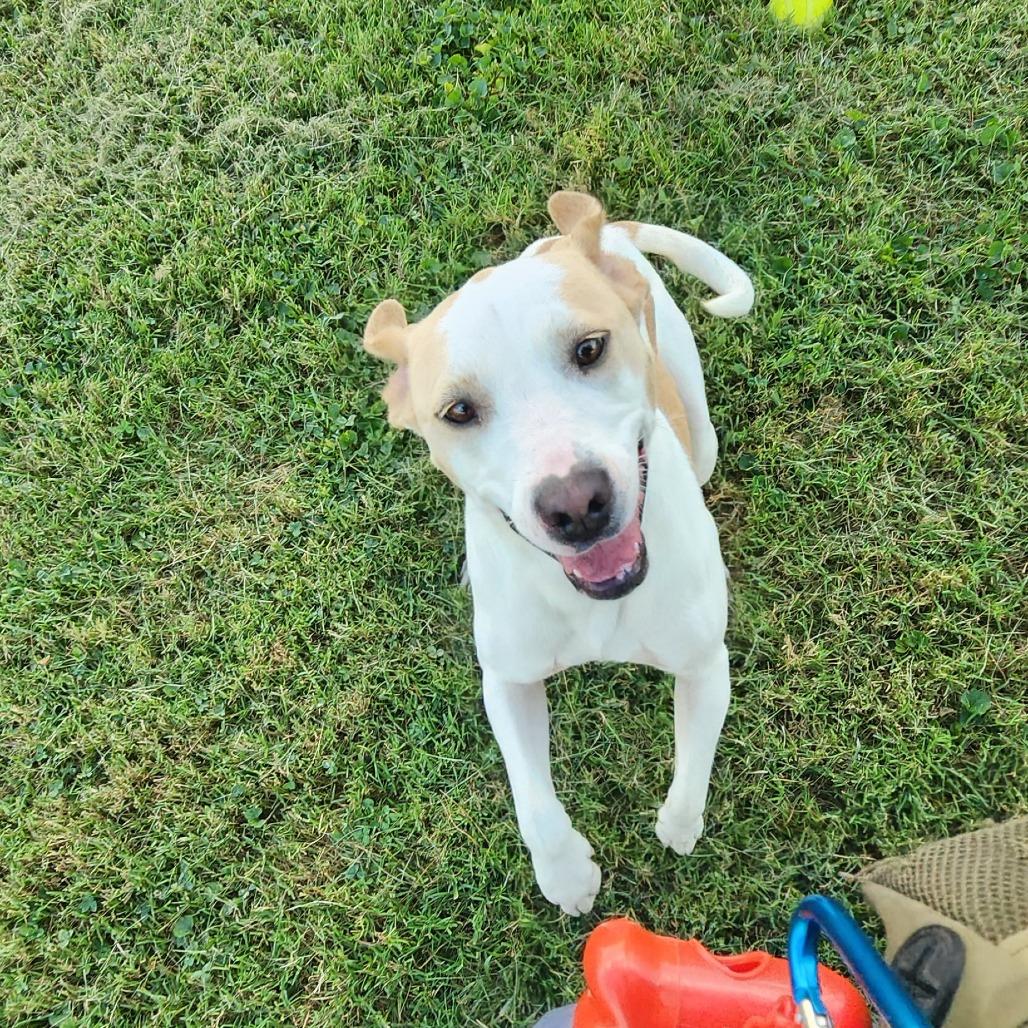 Enlarge Graffiti, a Adoptable Mixed Breed in Danville, KY image 5/6