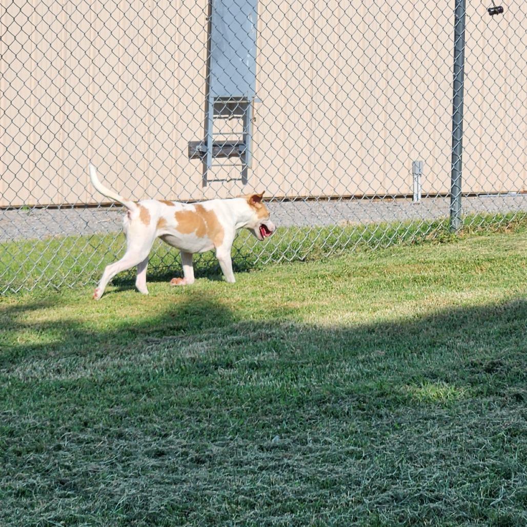 Enlarge Graffiti, a Adoptable Mixed Breed in Danville, KY image 6/6