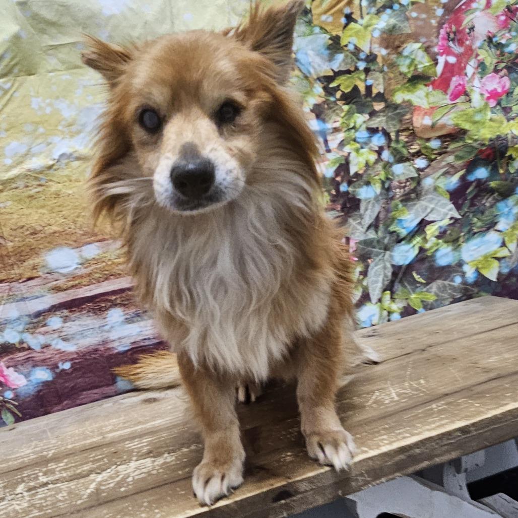 Foxy, Adoptable, Adult Male Pomeranian & Mixed Breed.