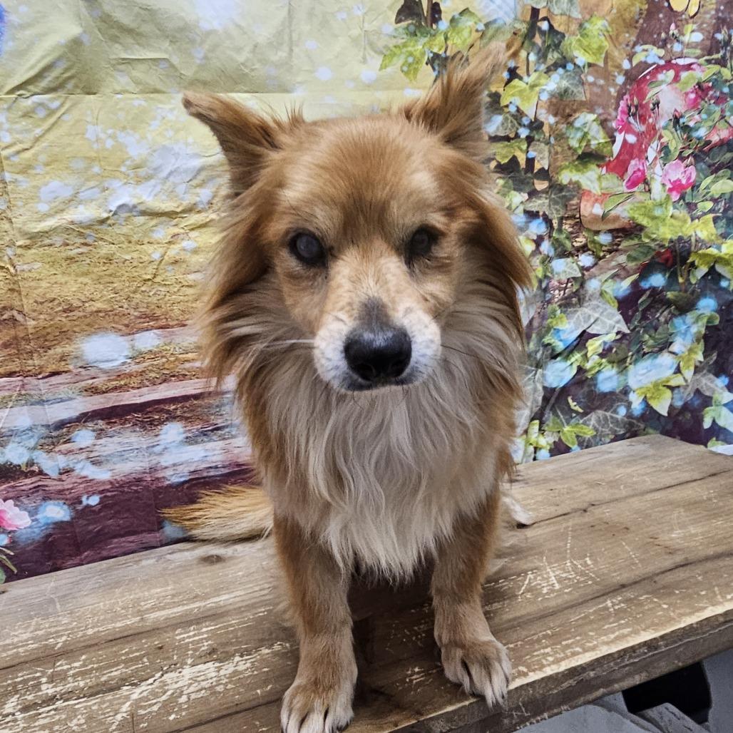 Enlarge Foxy, a Adoptable mixed breed in Normal, IL image 2/6