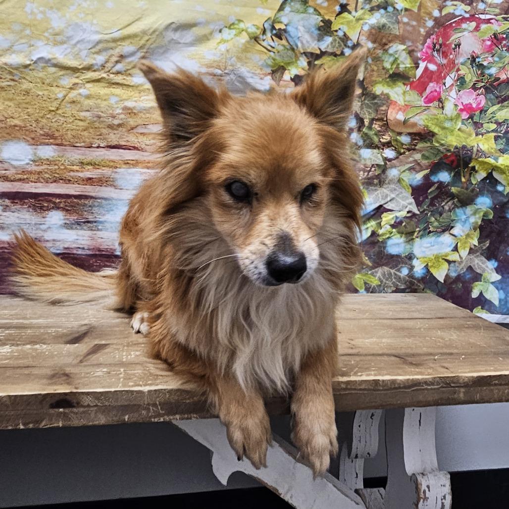 Enlarge Foxy, a Adoptable mixed breed in Normal, IL image 3/6