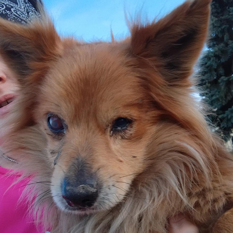 Enlarge Foxy, a Adoptable mixed breed in Normal, IL image 4/6