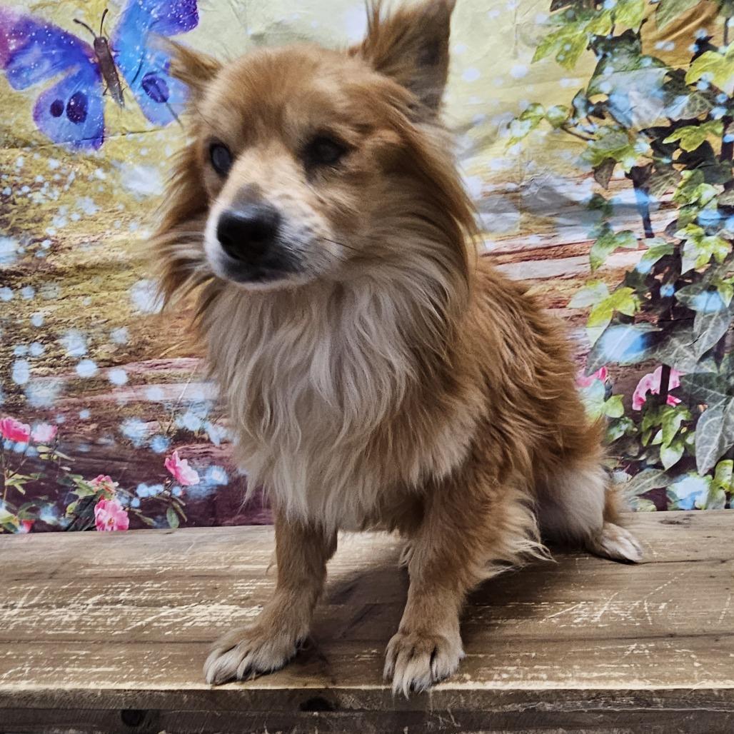Enlarge Foxy, a Adoptable mixed breed in Normal, IL image 5/6