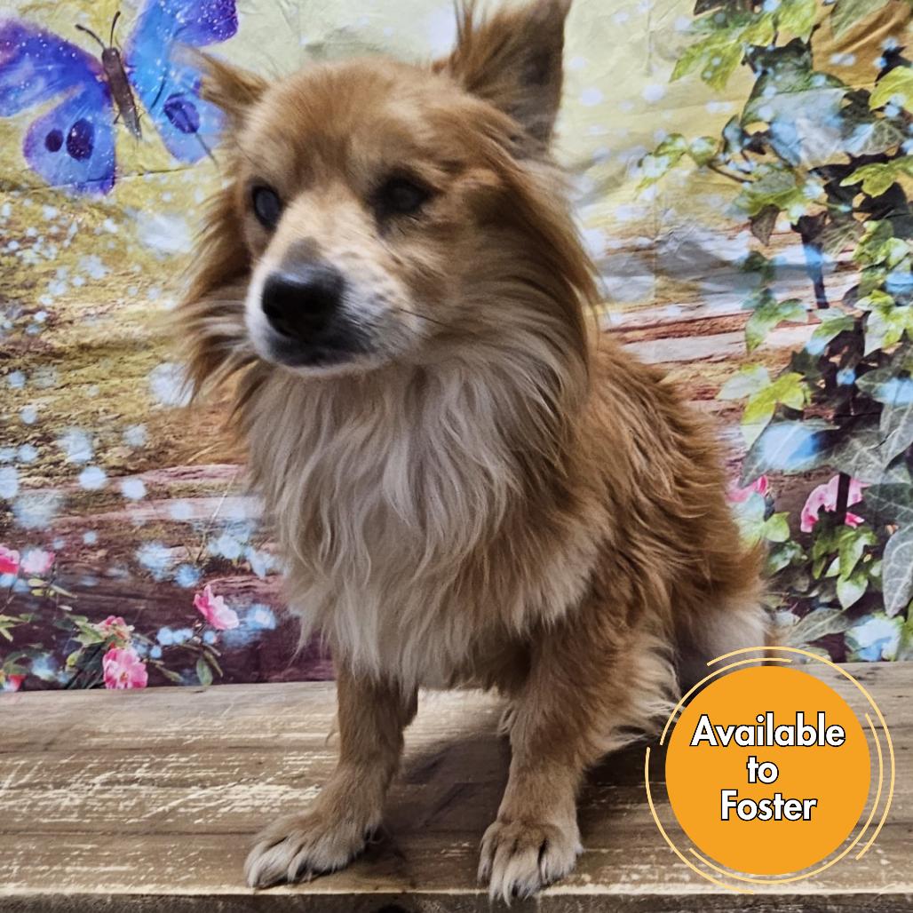 Enlarge Foxy, a Adoptable mixed breed in Normal, IL image 6/6