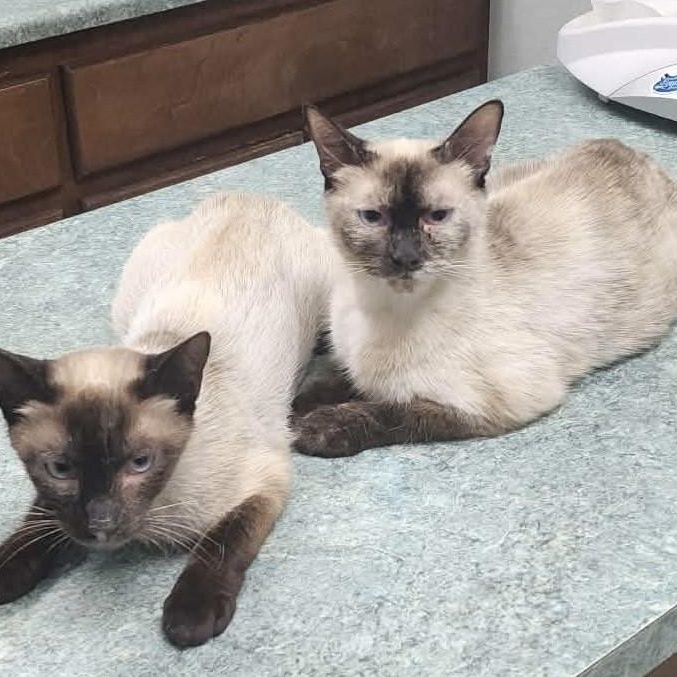 Enlarge Oreo, a Adoptable Siamese in Eureka, CA image 5/6