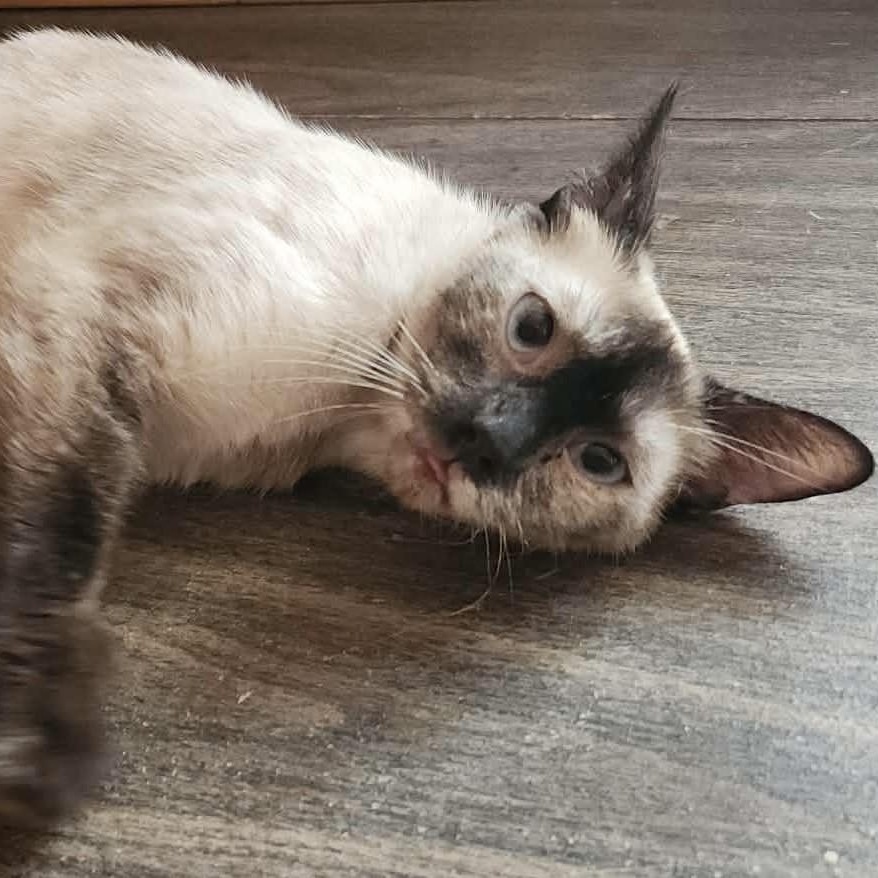 Oreo, Adoptable, Young Female Siamese.