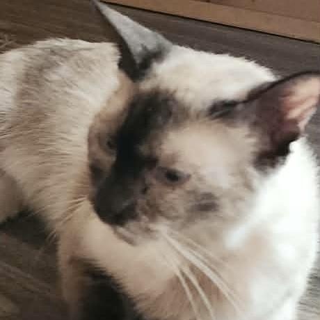 Enlarge Oreo, a Adoptable Siamese in Eureka, CA image 3/6